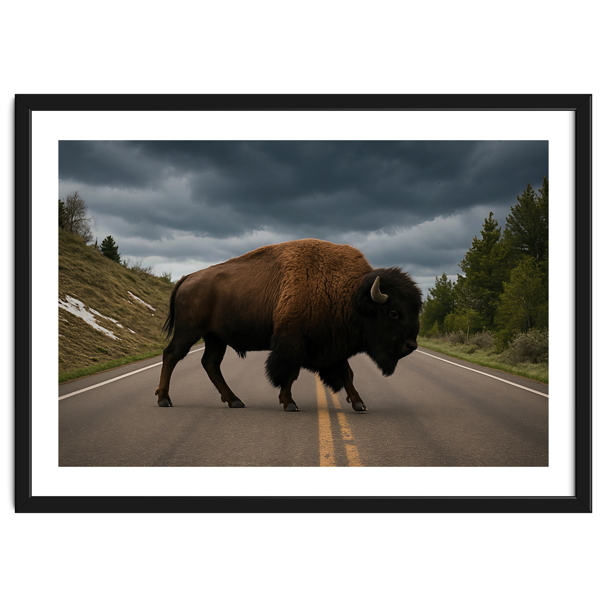 Bison on the Road , Yellowstone Wildlife Photography