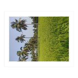 The Paddy Fields of Kerala, South India (Print Only) thumbnail