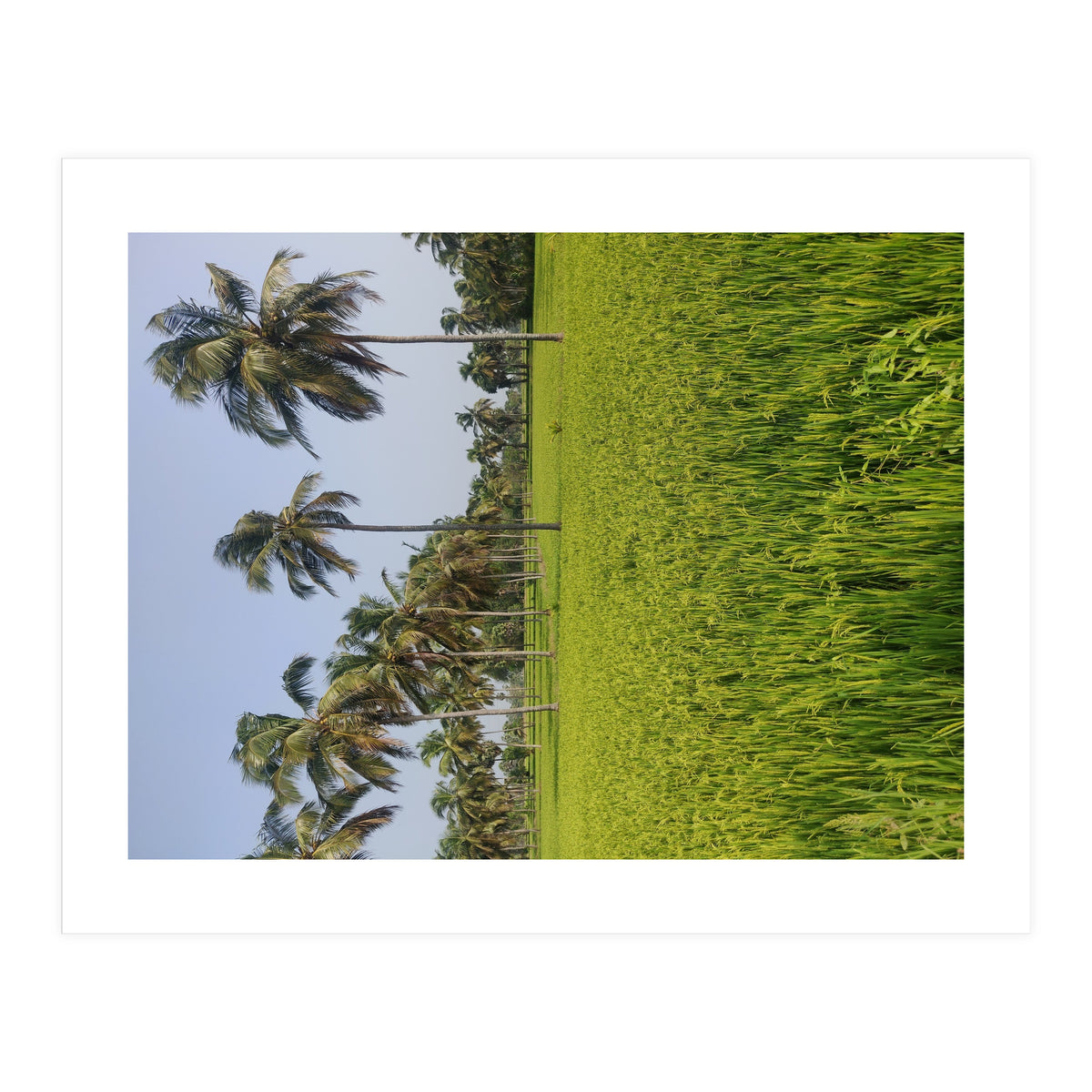 The Paddy Fields of Kerala, South India (Print Only)