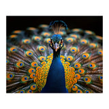 Close Up Peacock Displaying Its Feathers (Print Only) thumbnail