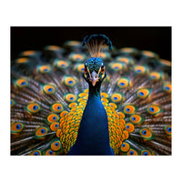 Close Up Peacock Displaying Its Feathers (Print Only)