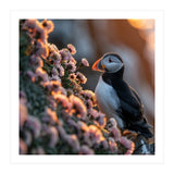 Puffin Bird On Rocks Near Pink Flowers At Sunset (Print Only) thumbnail