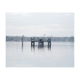 Birds rest in the Lake (Print Only) thumbnail