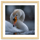 White Swan Bird With Water Droplets In Rain thumbnail