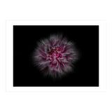 Backyard Flowers No 116 Color Flow Version (Print Only) thumbnail