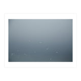 Flying Segulls in thet winter sky (Print Only) thumbnail