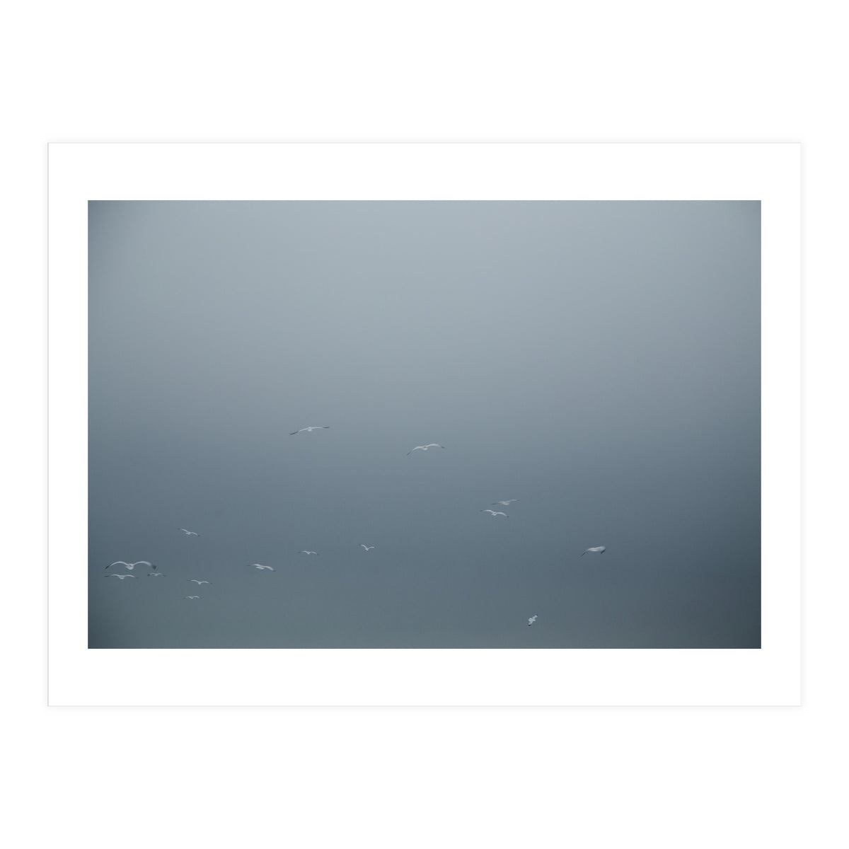 Flying Segulls in thet winter sky (Print Only)