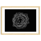 Backyard Flowers In Black And White No 110 thumbnail