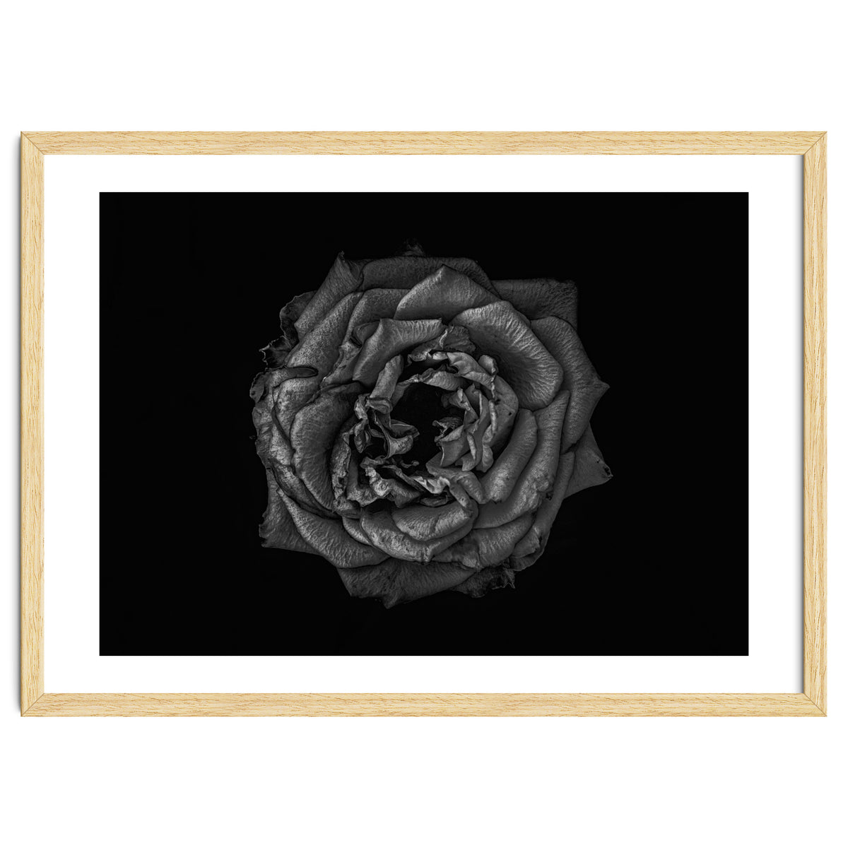 Backyard Flowers In Black And White No 110