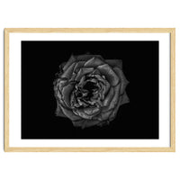 Backyard Flowers In Black And White No 110