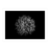 Backyard Flowers In Black And White No 48 Flow Version (Print Only) thumbnail