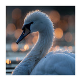Close-up Shot of a Swan with Water Droplets (Print Only) thumbnail