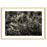 Rosemary Plant thumbnail