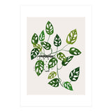 Monstera Obliqua Plant (Print Only) thumbnail