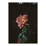 Romantic (Print Only) thumbnail