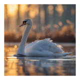 Majestic Swan Gliding On Water At Sunset (Print Only) thumbnail