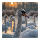 Close Up Of Swan With Water Droplets At Sunrise (Print Only) thumbnail
