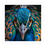 Majestic Peacock  (Print Only) thumbnail