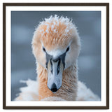 Majestic Swan Covered In Frost And Snow thumbnail