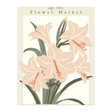 Flower Market Cap Town Amaryllis (Print Only) thumbnail