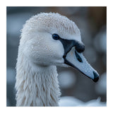 Close Up Of A Swan Head Covered In Water Droplets (Print Only) thumbnail