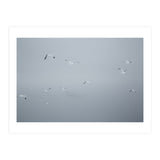 Flying seagulls in the winter sky (Print Only) thumbnail