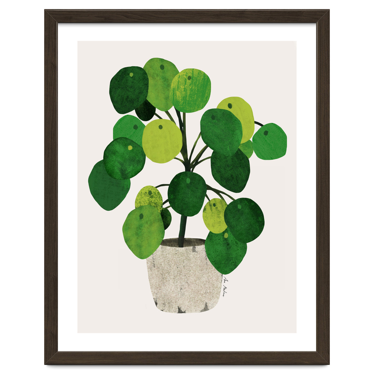 Pilea Plant