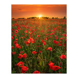 Poppies At Sunset (Print Only) thumbnail