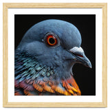 Close Up Of A Pigeon Bird thumbnail