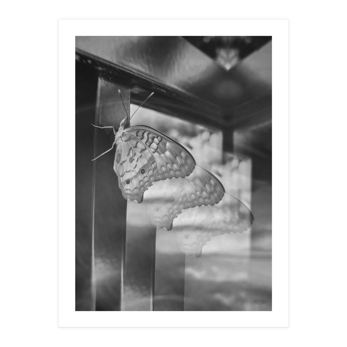 Evolving | Black & White (Print Only)