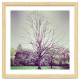 Tree Of Dreams thumbnail