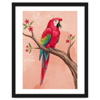 Red Macaw Parrot Bird Forest
