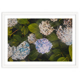 Hydrangeas | Landscape thumbnail