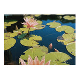 Lotus Pond | Landscape (Print Only) thumbnail