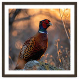 Pheasant Bird Standing On Rock Sunrise Light thumbnail