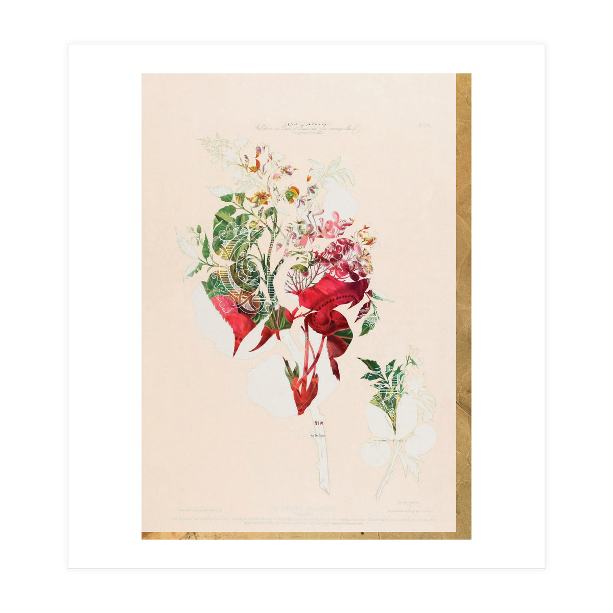 The First Plant · Aufbluehen (Print Only)