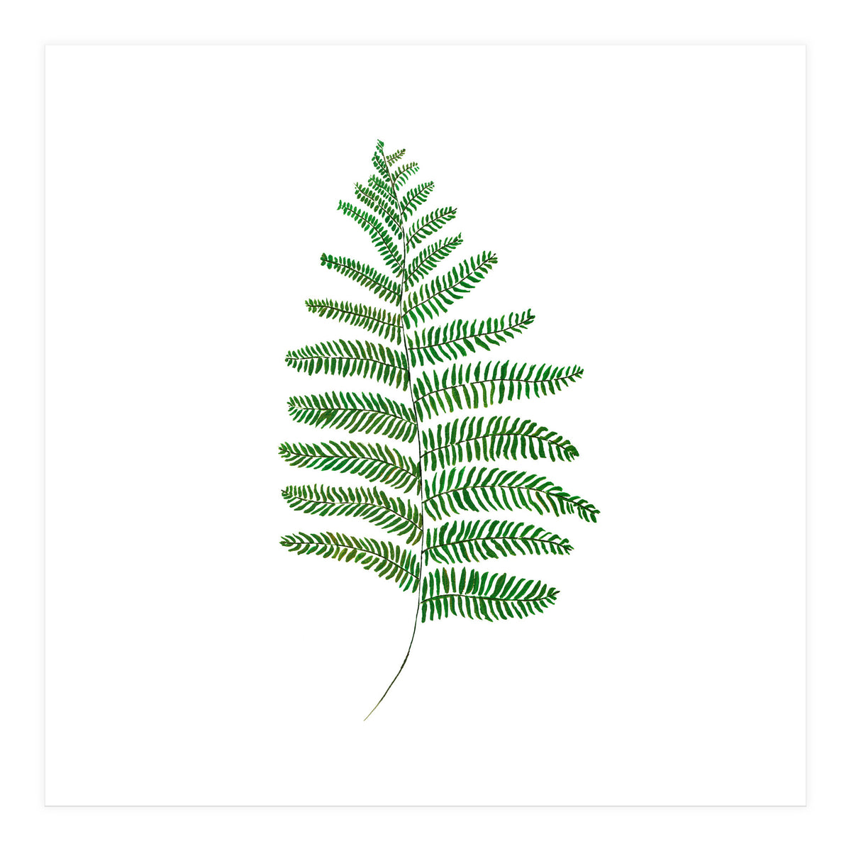 Fern  (Print Only)