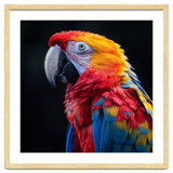 Scarlet Macaw Parrot Vibrant Plumage Close Up thumbnail