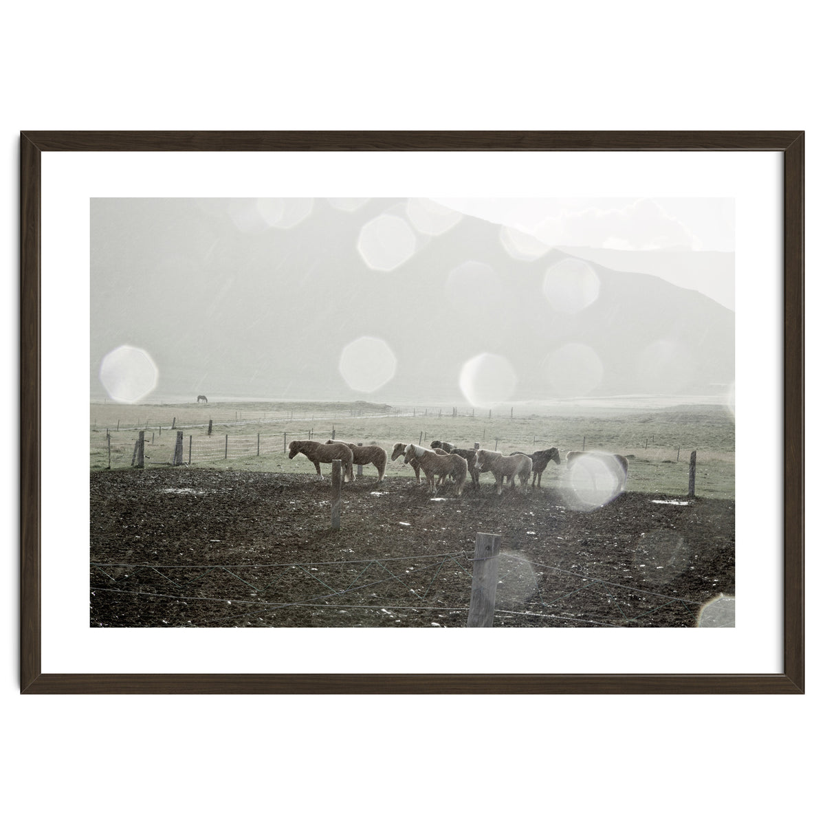 Horses under the sun shower - Iceland