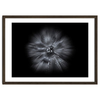 Backyard Flowers In Black And White No 66 Flow Version