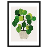 Pilea Plant thumbnail