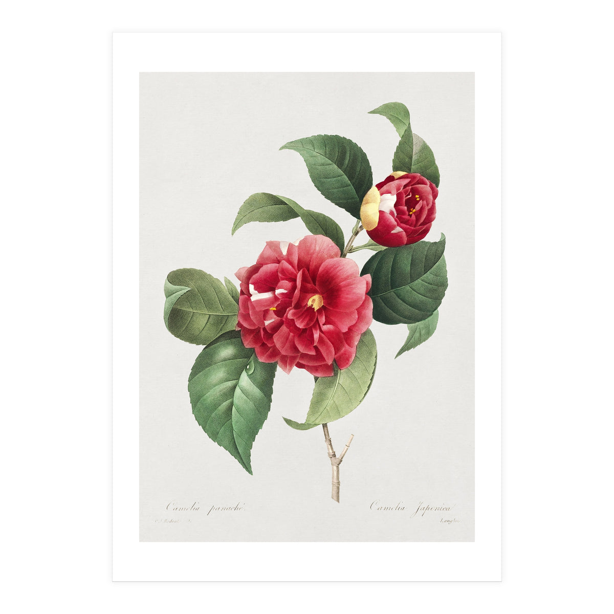 Pierre-Joseph Redouté – Finest Flowers and Fruits (1833) (Print Only)