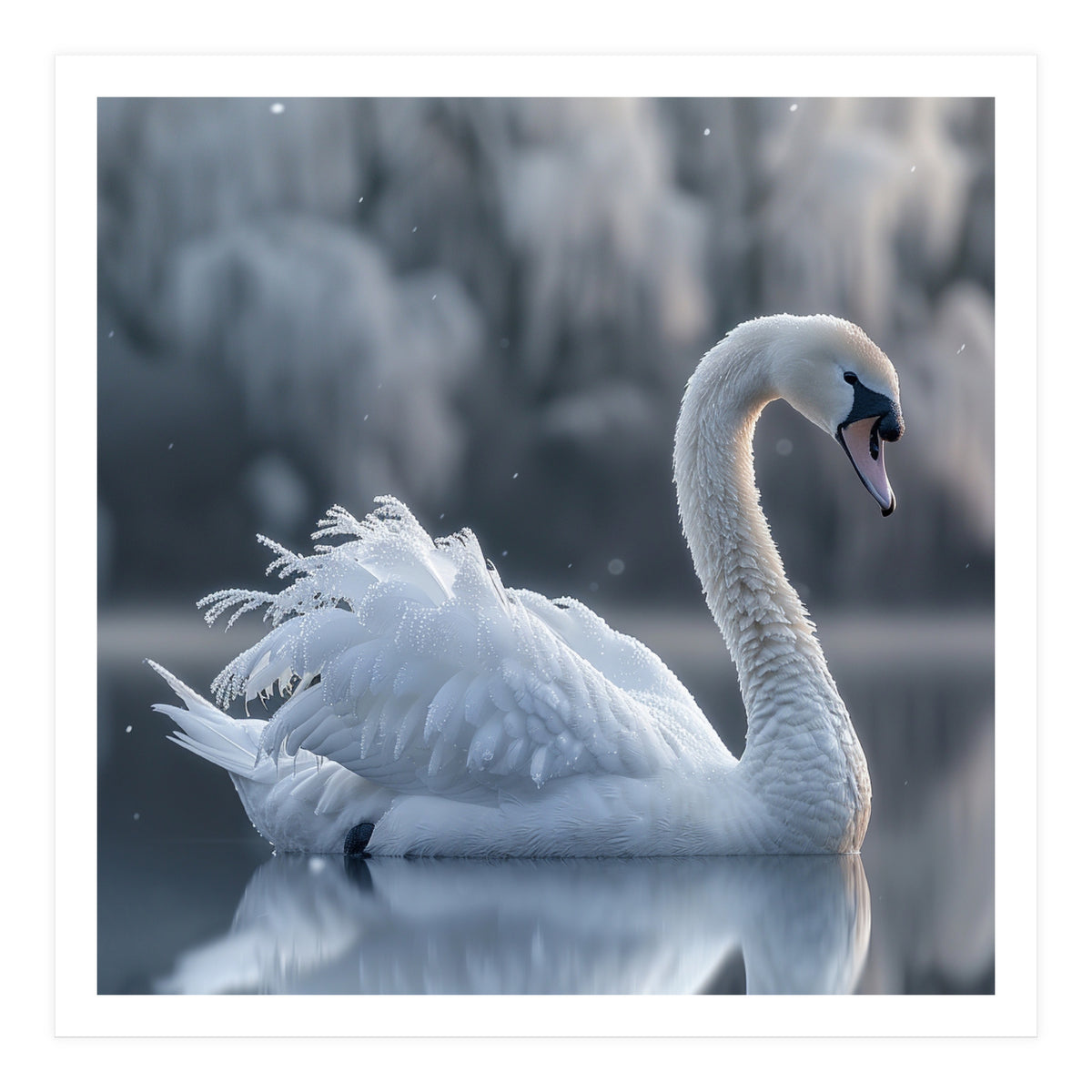 Majestic White Swan Gracefully Floating On Water (Print Only)