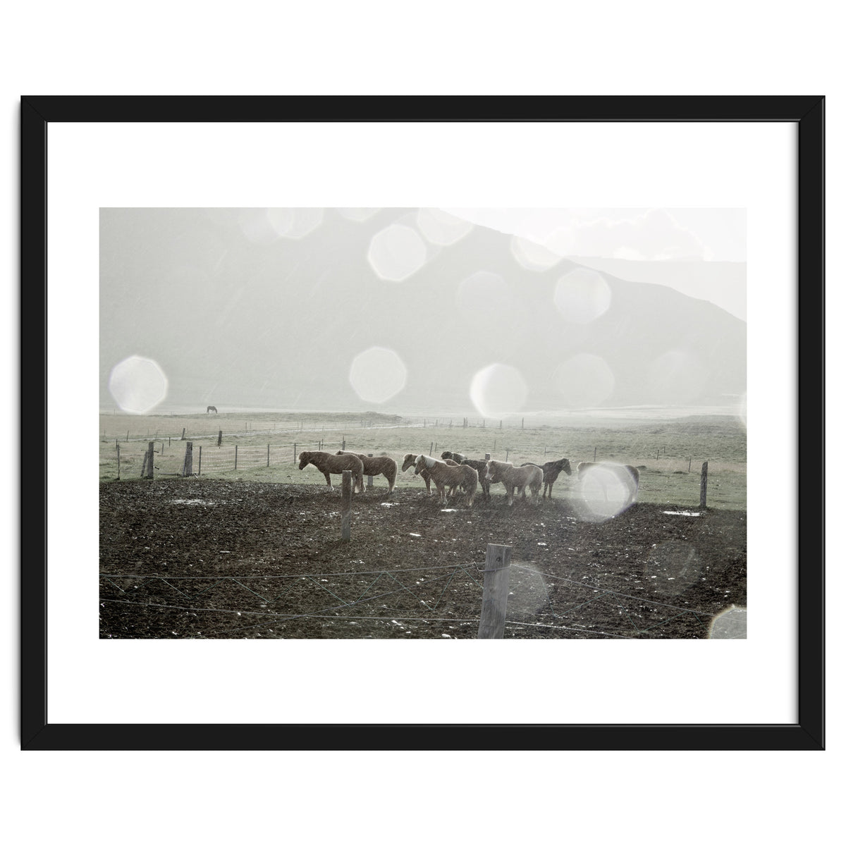 Horses under the sun shower - Iceland
