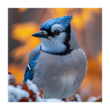 Blue Jay Bird In Winter Snowfall And Leaves (Print Only) thumbnail