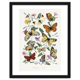 Paul Gervais – Butterfly and Moth Natural History Illustration (1842) thumbnail