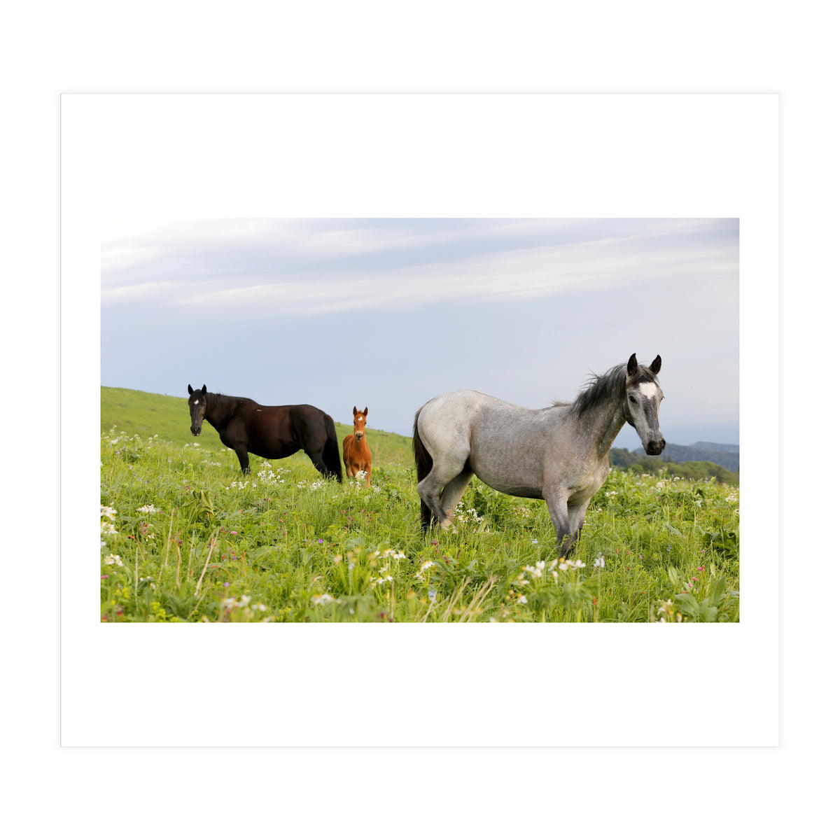 Equine Family (Print Only)