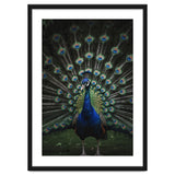 Peacock Portrait Photography thumbnail