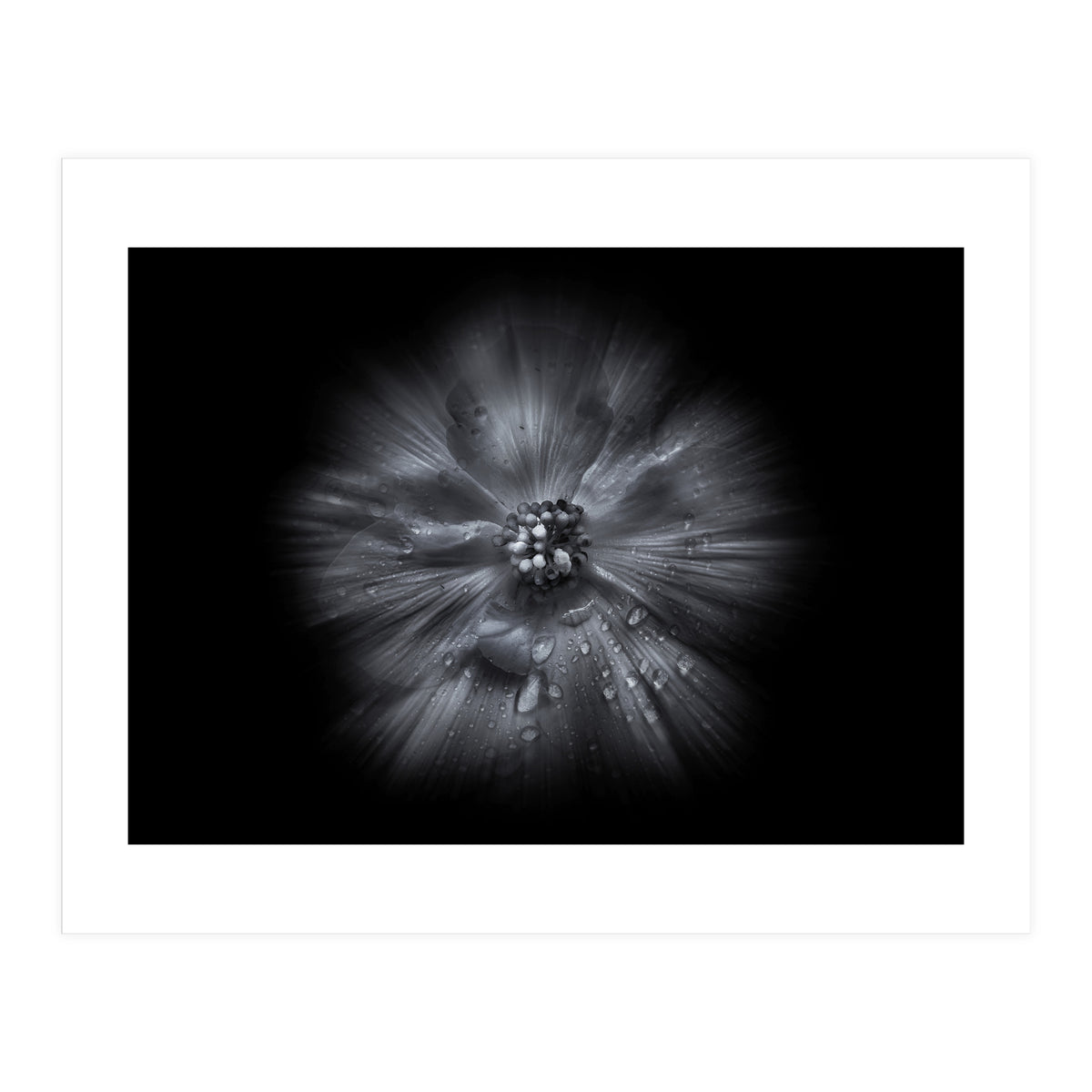 Backyard Flowers In Black And White No 66 Flow Version (Print Only)