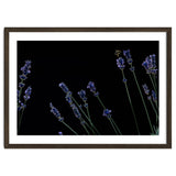 Honeybee and lavender thumbnail